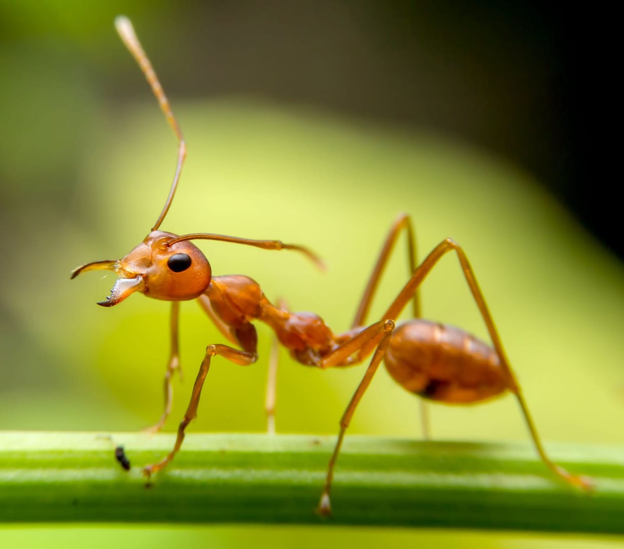 Image of Small Animals' Vocals